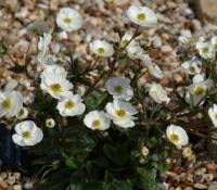 Glistening white bowl like flowers